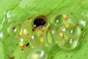 Fleischmanni: Eggs - fully developed tadpoles of Fleischmann's Glass Frog
