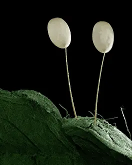 Lacewings: Eggs of Green Lacewing
