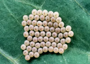 Clusters: Eggs of Hebrew Character Moth