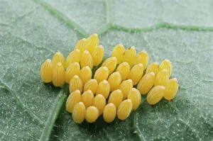 Clusters: Eggs of Large White Butterfly
