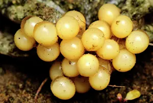 Alytes: eggs of Midwife Toad