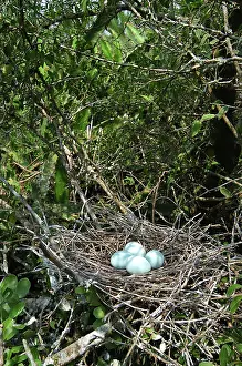 Rufescens: Eggs of Reddish Egret