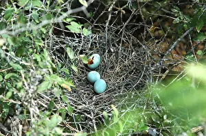 Egrets: Eggs of Reddish Egret showing predation
