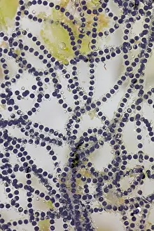 090919: eggs of SONORAN DESERT TOAD Incilius alvarius