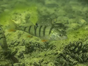 Stripe: Egli, perch, fish, Perca fluviatilis