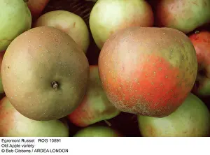 Russet: Egremont Russet APPLE