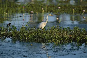 Billabong: Egret in Australia