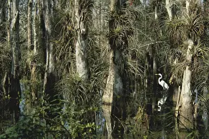 Distichum: Egret in Big Cypress