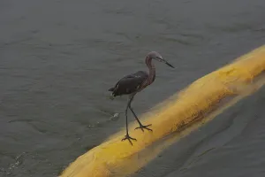 Boom: Egret on Boom