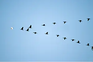 Leadership: EGRET AND CORMORANTS - flying in V-Formation