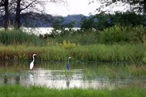 Herodias: Egret and Heron