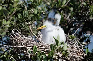 Vanishing: Egret Nest on Barrier Island