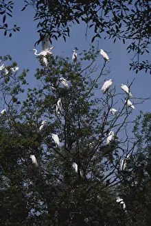 1990: Egret Nesting Colony