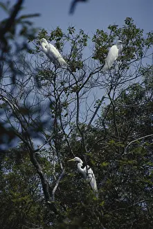 1990: Egret Nesting Colony