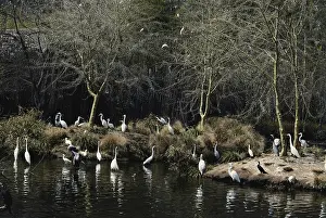 1990: Egret Nesting Colony