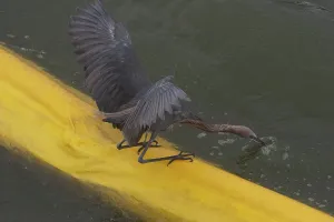 Boom: Egret on Oil Containment Boom
