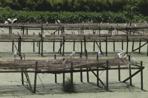 Welfare: Egret Sanctuary, Avery Island, LA
