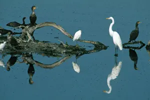 Kinds: Egrets and Cormorants in the Everglades
