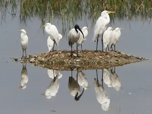 Subcontinent: Egrets & Ibis refections Egretta sp Rajasthan