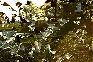 Ibises: Egrets and Ibises