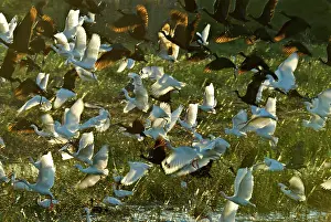Ibises: Egrets and Ibises