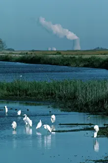 Encroachment: Egrets and Nuclear Plant
