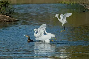 Stealing: Egrets Robbing a Cormorant