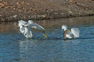 Stealing: Egrets Robbing a Cormorant