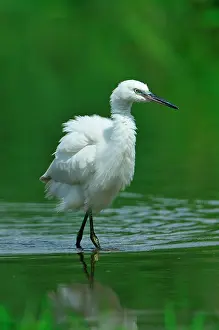 Garzetta: Egretta garzetta Egretta