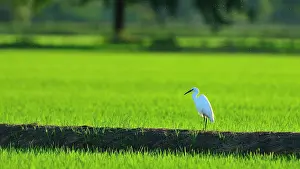 Garzetta: Egretta garzetta Egretta