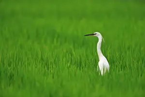 Garzetta: Egretta garzetta Egretta