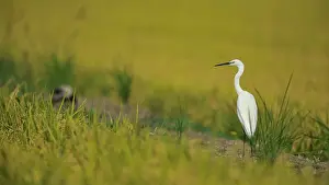 Garzetta: Egretta garzetta Egretta