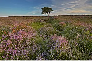 200617: Egton High Moor, Egton Bridge, North Yorkshire