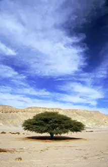 Acacias: Egypt - Acacia tree in Arabian desert