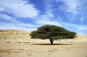 Acacias: Egypt - Acacia tree in Arabian desert