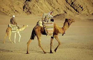 Nomads: Egypt - Bedouin men return home on camels back