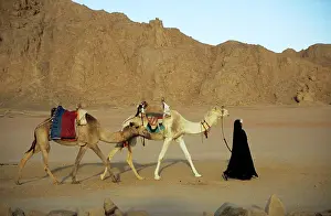 Nomads: Egypt - Bedouin woman returns home with camels