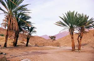 Wells: Egypt - Palm trees near ancient water-well