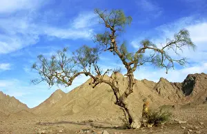 Tamarix: Egypt - a Tamarix tree in a small valley in Arabian desert