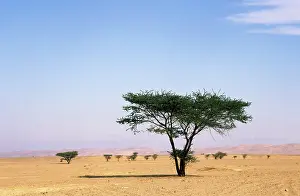 Acacias: Egypt - typical midday scene with Acacia trees