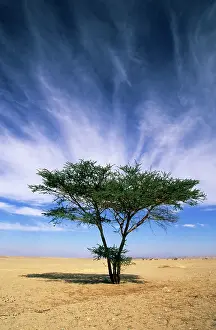 Acacias: Egypt - typical midday scene with Acacia trees