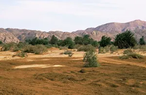 Oasis: Egypt - A typical uninhabited oasis on a salt water