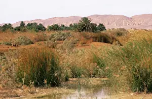 Oasis: Egypt - a typical uninhabited oasis on a salty