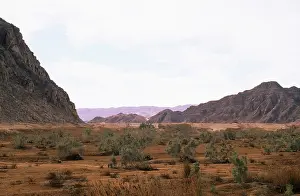 Oasis: Egypt- a typical uninhabited oasis on a salty water