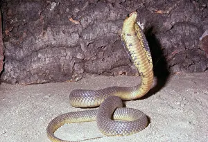 Naja: Egyptian Cobra