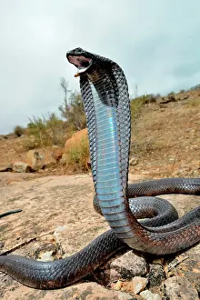 Moroccan: Egyptian cobra (Naja haje), Sous region, Morocco
