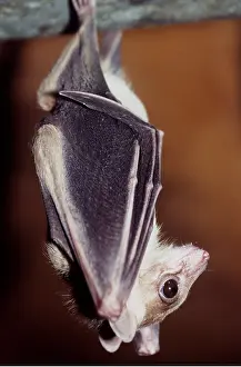 Bats: EGYPTIAN FRUIT BAT - HANGING