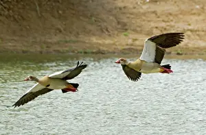 Aegyptiaca: Egyptian Geese