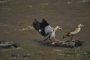 Aegyptiacus: Egyptian Geese