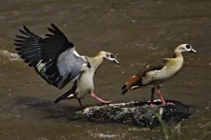 Aegyptiacus: Egyptian Geese